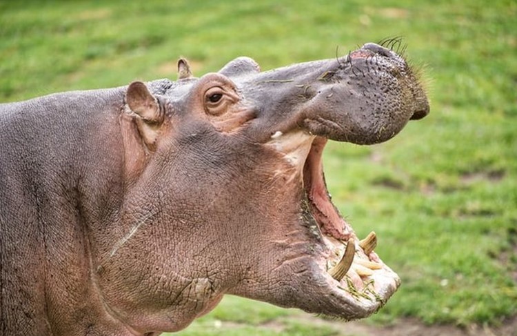 photo of Best of Southern Tanzania Drive-in Safari